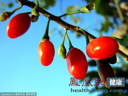 枸杞功效多 这样吃效果翻倍(组图)