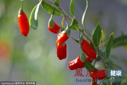 枸杞功效多 这样吃效果翻倍(组图)