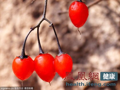 枸杞功效多 这样吃效果翻倍(组图)